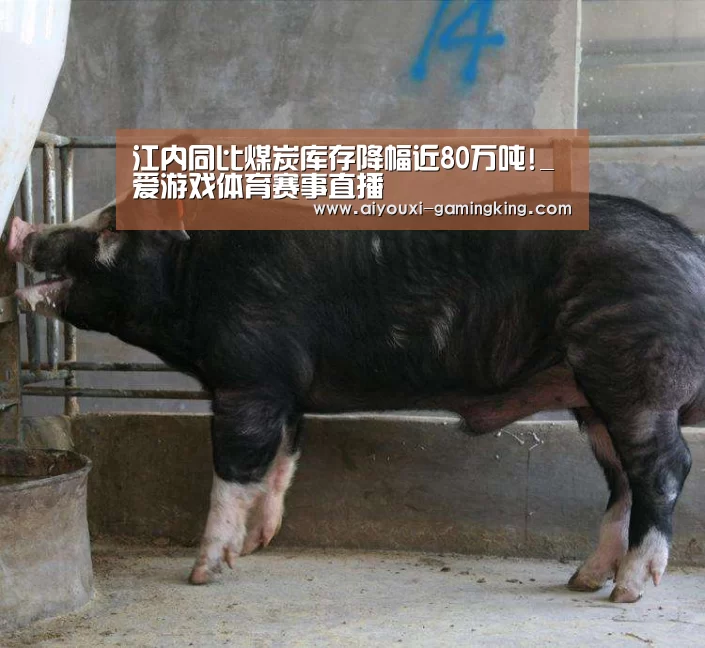 爱游戏体育赛事直播